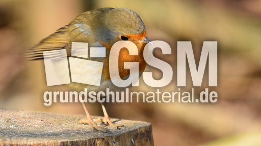 Rotkehlchen (21).jpg